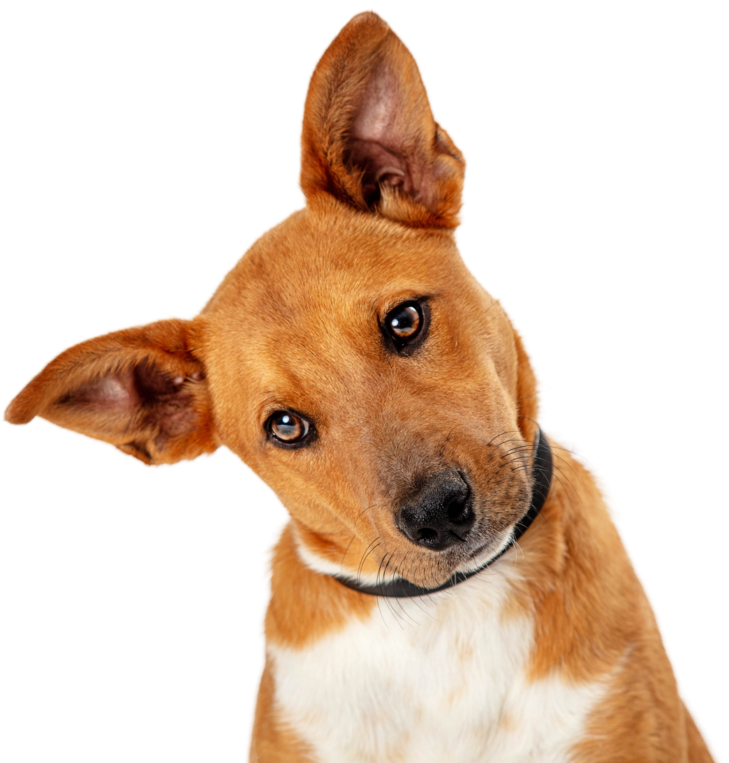 Cute Brown Dog Tilting Head 